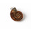 Collier avec pendentif Ammonite Fossile