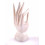 Hand of Buddha / Display rings carved in wood patina white