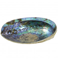 Coquille d'Ormeau / Abalone naturelle 12-14cm