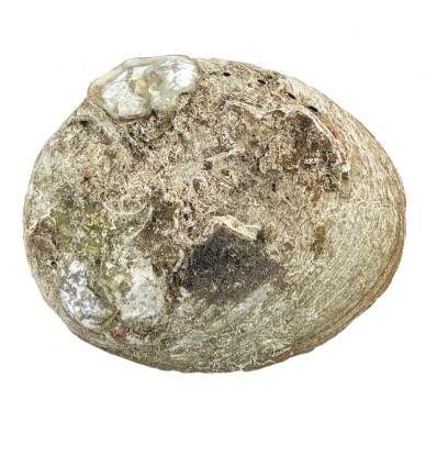 Coquille naturelle d'Ormeau / Abalone Mexique (env. 13cm) - FUMIGATION &  PURIFICATION/Coquilles - ⭐️Le Chaudron Mystique⭐️