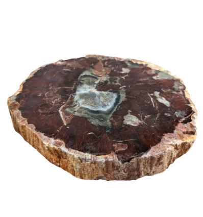 Petrified Wood Plate 11 x 12 x 1.8 cm / 468g - Unique Piece