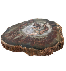 Petrified Wood Plate 11 x 13 x 1.5 cm / 370g - Unique Piece